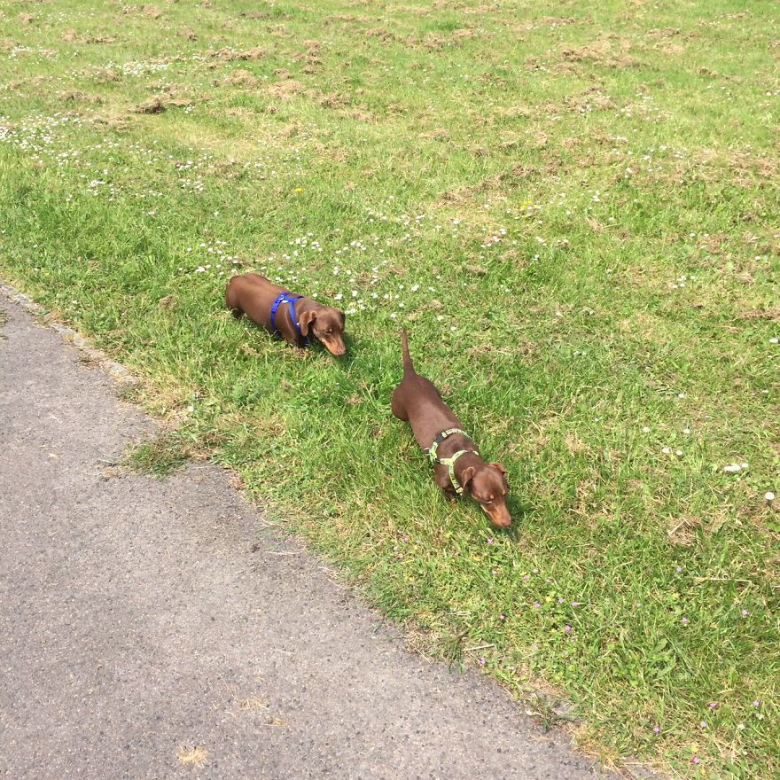 I Think My Dog Is An Alien...