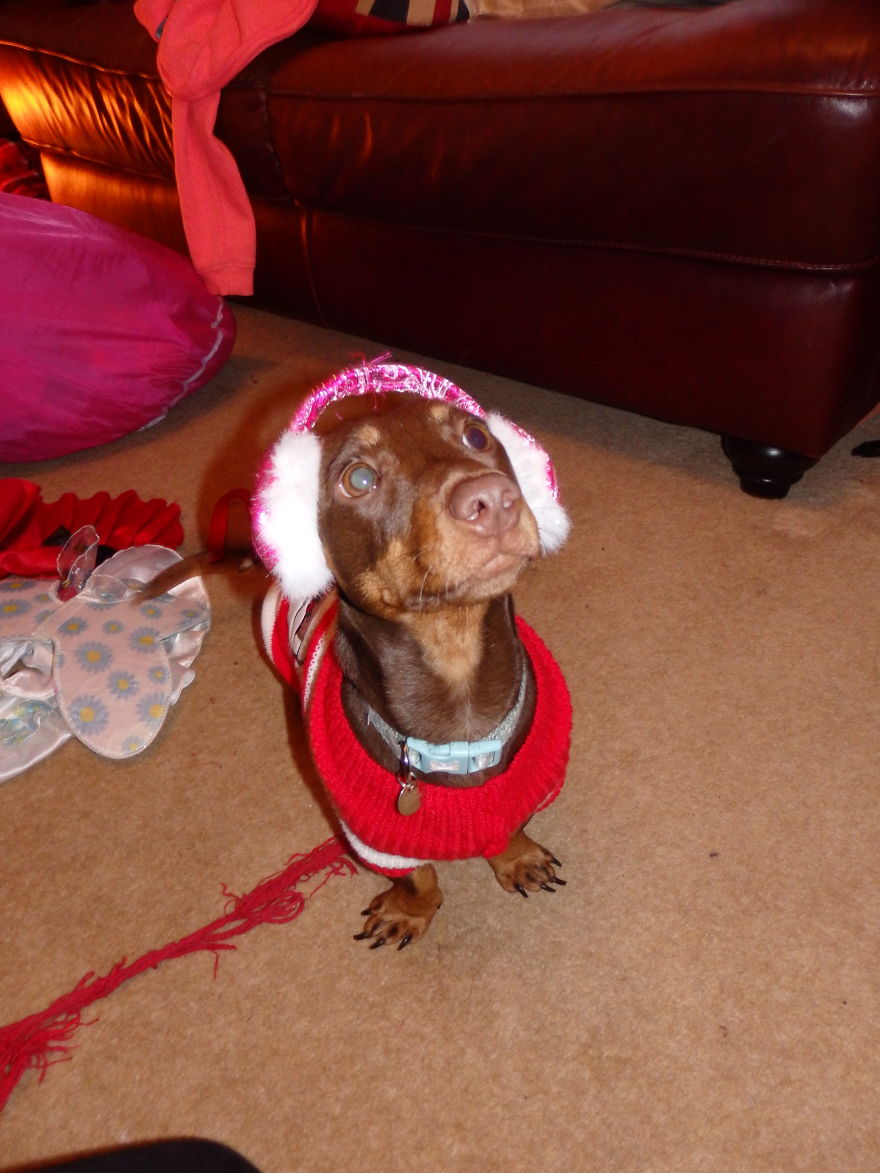 I Think My Dog Is An Alien...