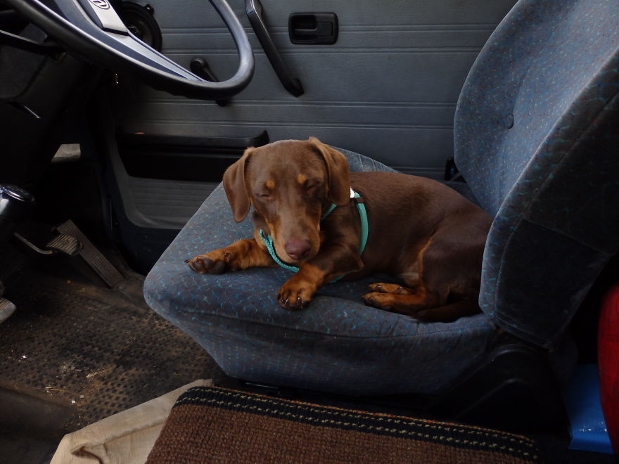 I Think My Dog Is An Alien...