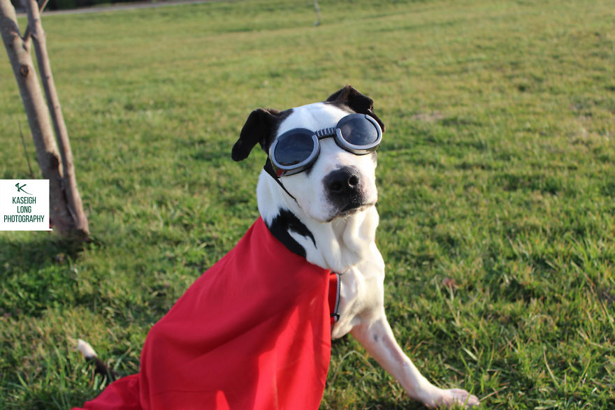 I Save Shelter Dogs One Photo At A Time