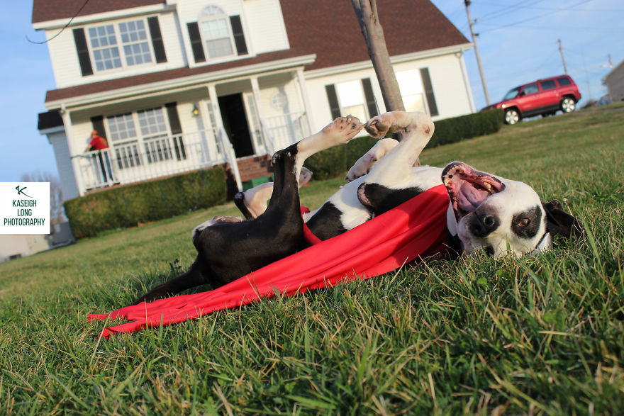 I Save Shelter Dogs One Photo At A Time I Save Shelter Dogs One Photo At A Time