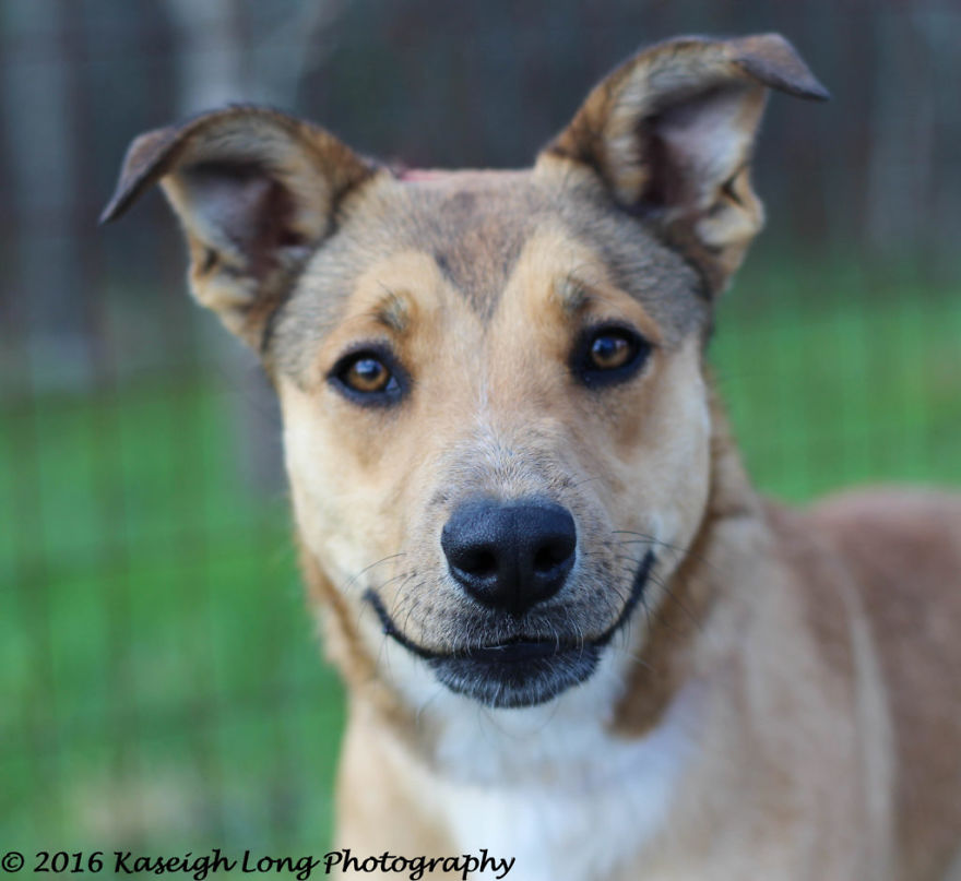 I Save Shelter Dogs One Photo At A Time I Save Shelter Dogs One Photo At A Time