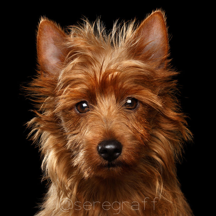 I Photograph Human-Like Portraits Of Dogs