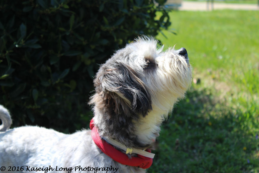 I Save Shelter Dogs One Photo At A Time