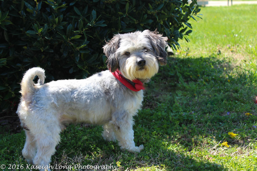 I Save Shelter Dogs One Photo At A Time