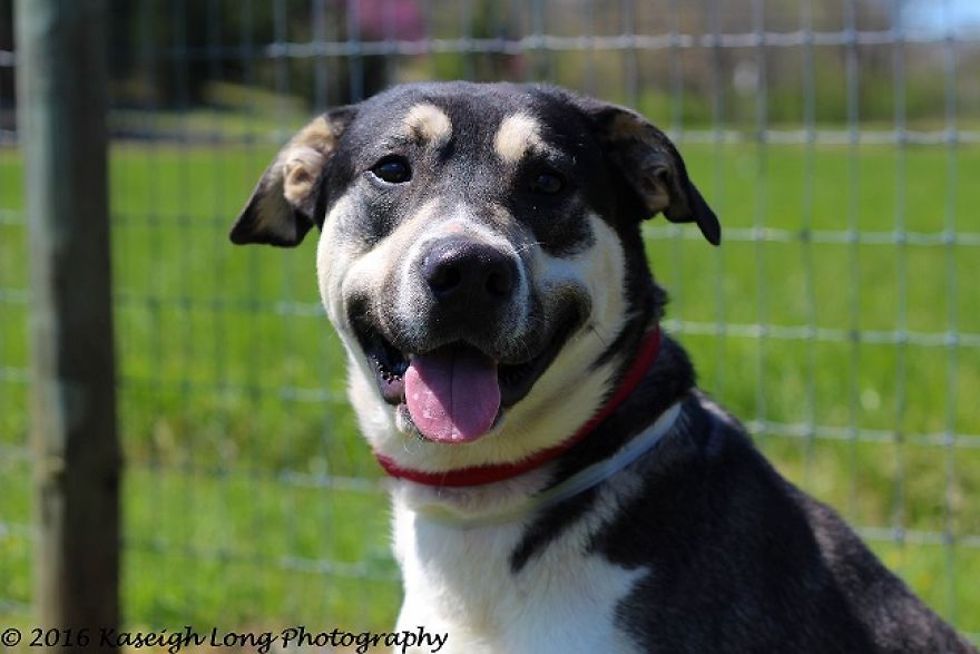 I Save Shelter Dogs One Photo At A Time I Save Shelter Dogs One Photo At A Time