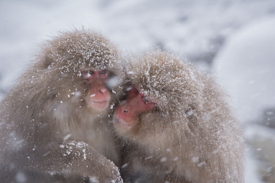 I Photograph The Human Side Of Snow Monkeys