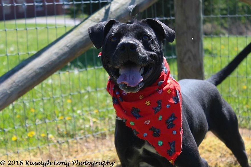 I Save Shelter Dogs One Photo At A Time I Save Shelter Dogs One Photo At A Time