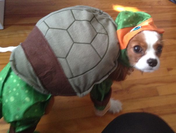 Michelangelo Dog