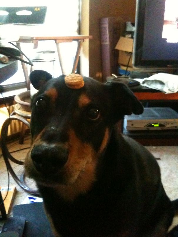 Stuff Dog Is Easily Confused