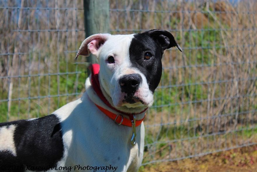 I Save Shelter Dogs One Photo At A Time I Save Shelter Dogs One Photo At A Time