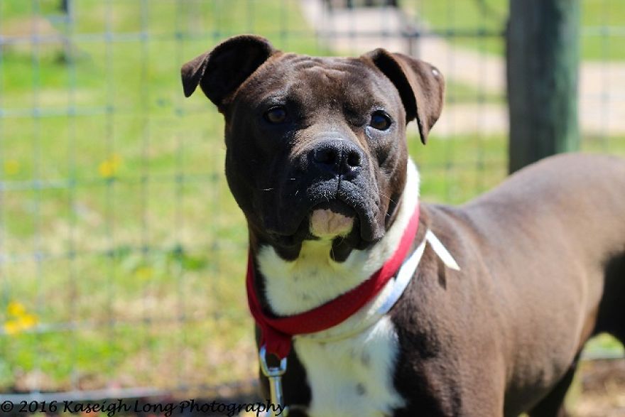 I Save Shelter Dogs One Photo At A Time I Save Shelter Dogs One Photo At A Time