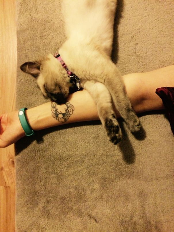 Cat tattoo on arm with a sleeping cat, highlighting creative tattoo ideas for cat lovers.