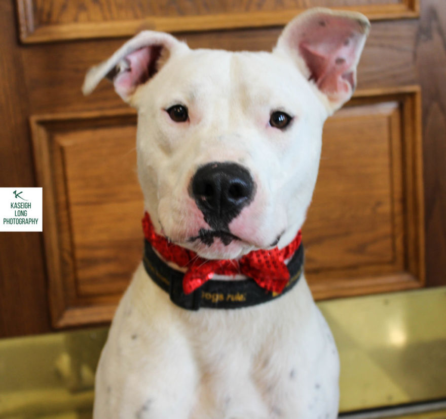 I Save Shelter Dogs One Photo At A Time