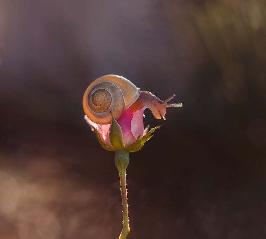 I Photographed Fairy-Tale World Of Snails In Poland