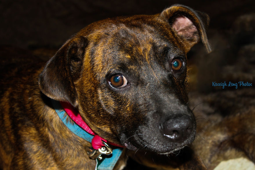 I Save Shelter Dogs One Photo At A Time