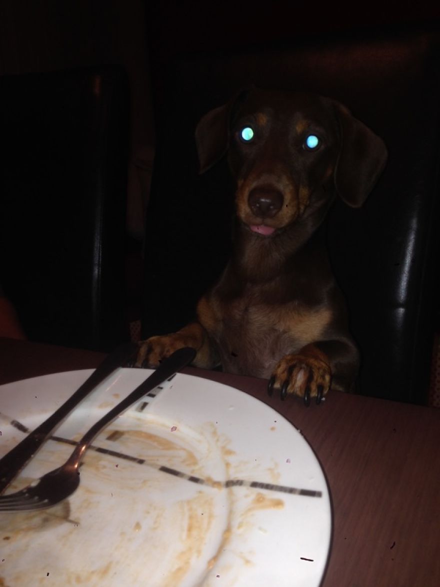 I Think My Dog Is An Alien...