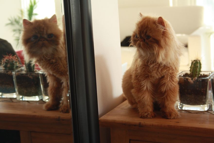 Meet Lord Wellington The Cat: Natural Redhead With A Witty Cattitude