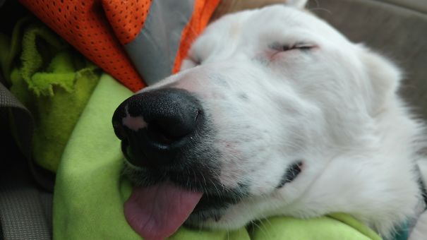 Sleepy Derpy
