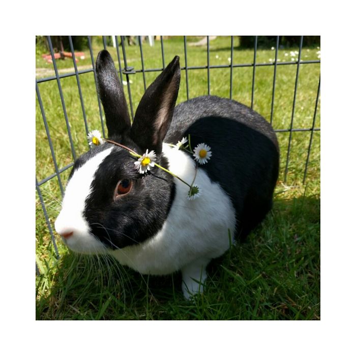 Nibbles Enjoying Summer