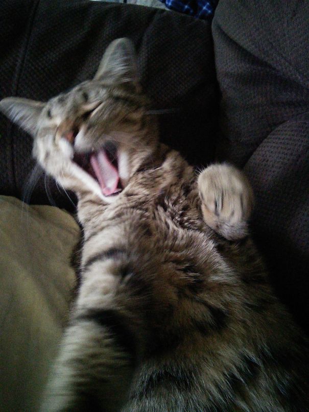 Leave Me Alone, I'm Napping!!