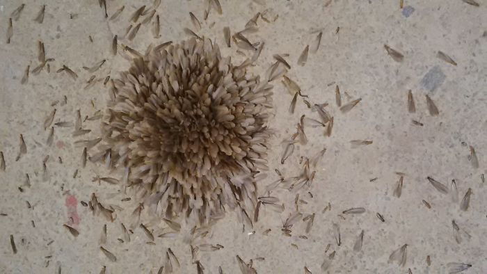Strange First Time Encounter With Termites Forming A Flower (video)