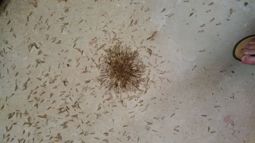 Strange First Time Encounter With Termites Forming A Flower (video) Strange First Time Encounter With Termites Forming A Flower (video)