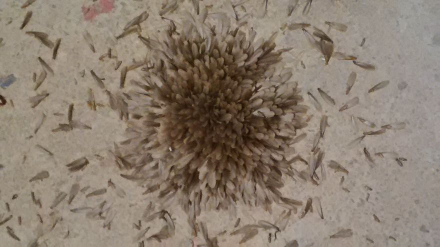 Strange First Time Encounter With Termites Forming A Flower (video) Strange First Time Encounter With Termites Forming A Flower (video)