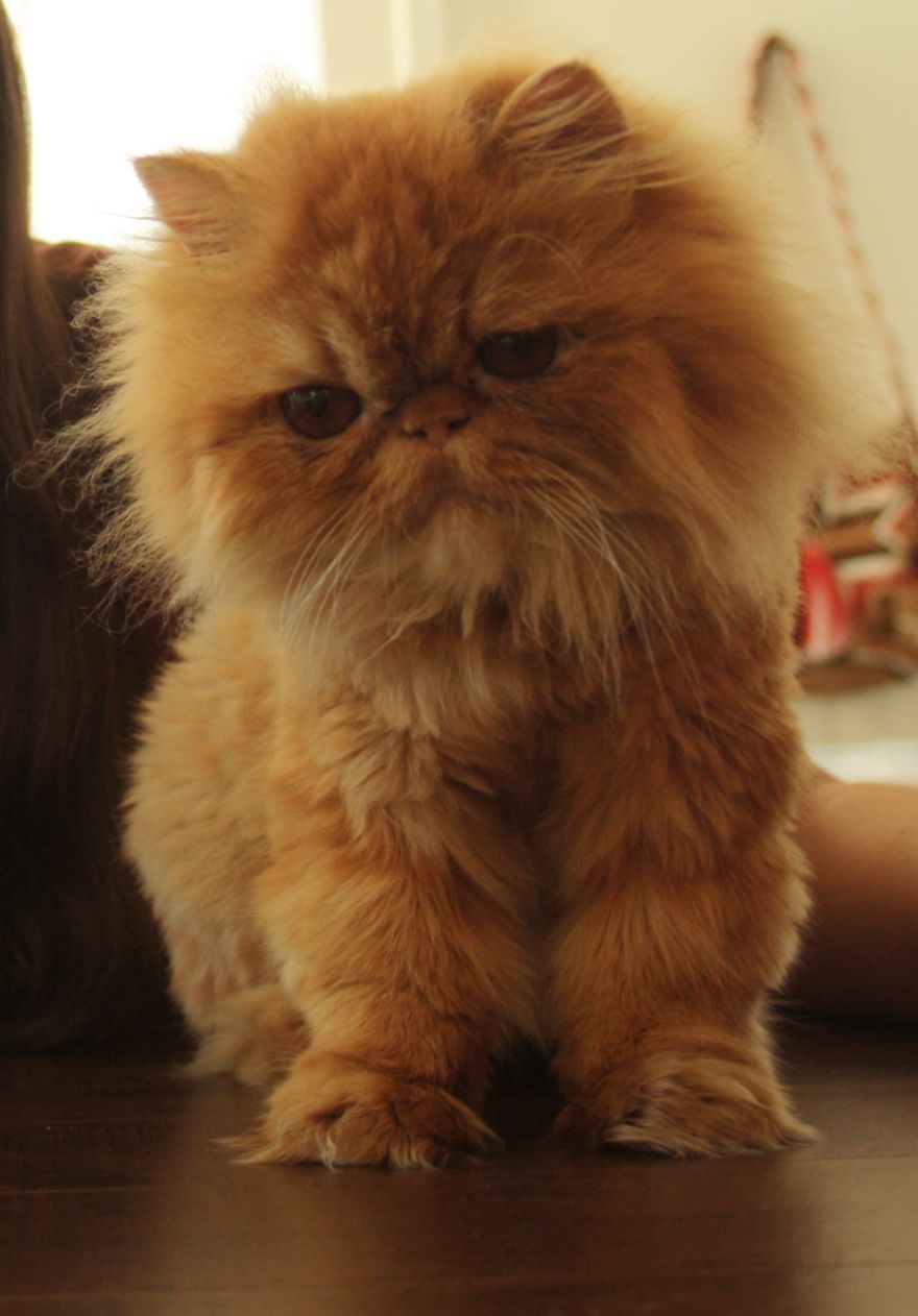 Meet Lord Wellington The Cat: Natural Redhead With A Witty Cattitude Meet Lord Wellington The Cat: Natural Redhead With A Witty Cattitude