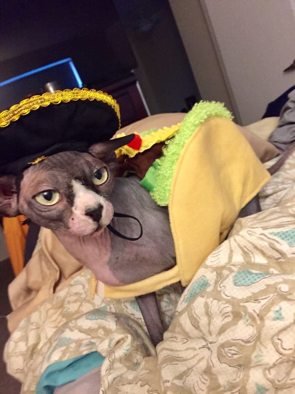 Tacocat
