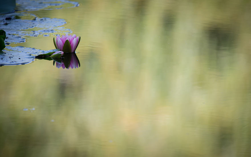 I Travel The World To Photograph Waterlilies I Travel The World To Photograph Waterlilies