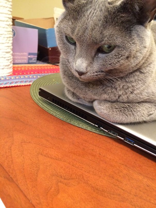 What? I'm Just Sitting Here... On Your Laptop.