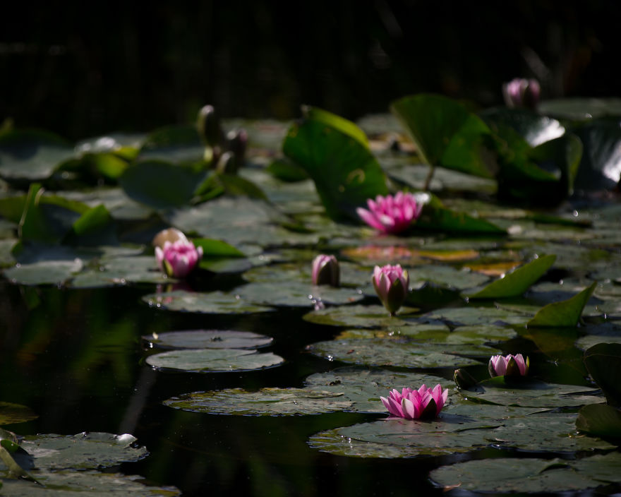 I Travel The World To Photograph Waterlilies I Travel The World To Photograph Waterlilies