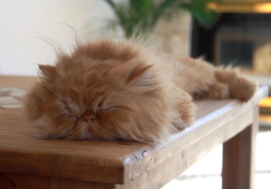 Meet Lord Wellington The Cat: Natural Redhead With A Witty Cattitude