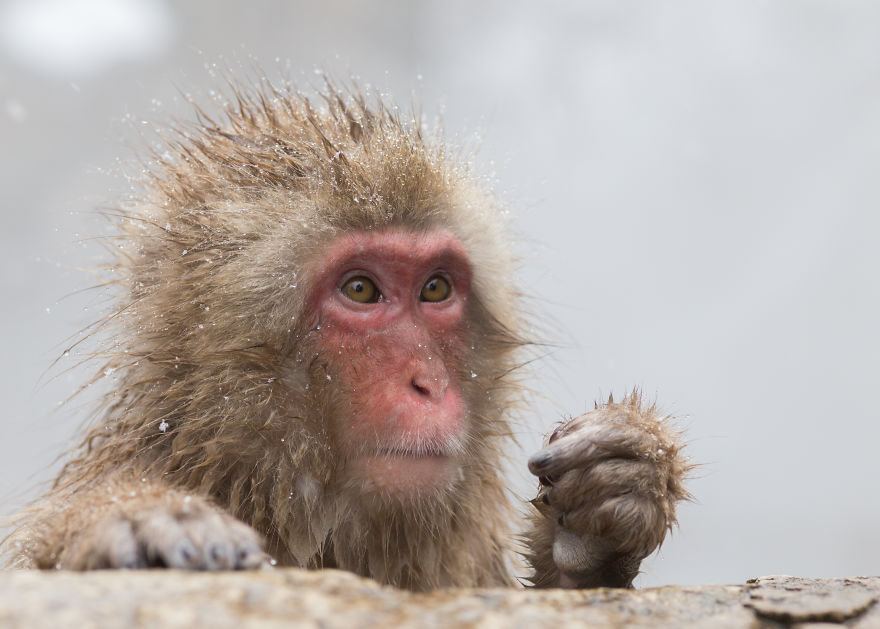 I Photograph The Human Side Of Snow Monkeys
