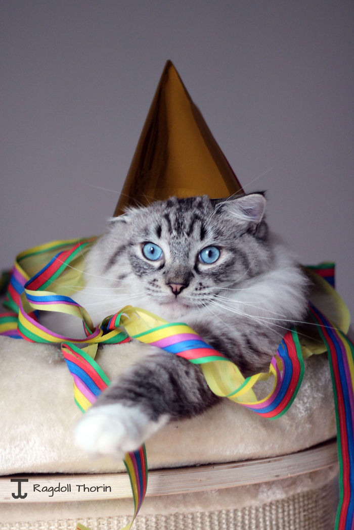 Meet Thorin, My Cat With The Incredibly Long Tongue Meet Thorin, My Cat With The Incredibly Long Tongue