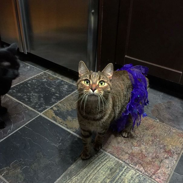 Diya - Ballerina Kitty...light On Her Tips😸