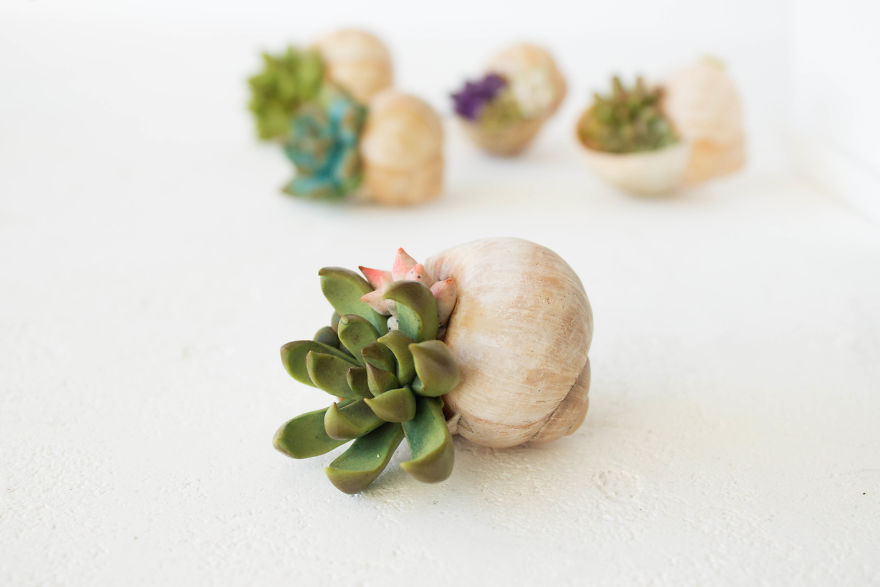 I Created A Beautiful Home Decor Using Wood And Snail Shells