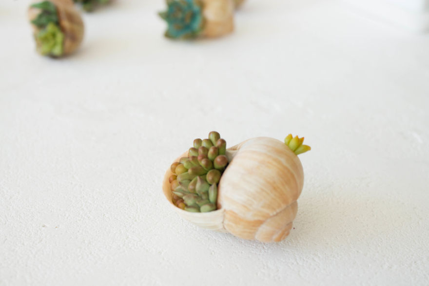 I Created A Beautiful Home Decor Using Wood And Snail Shells