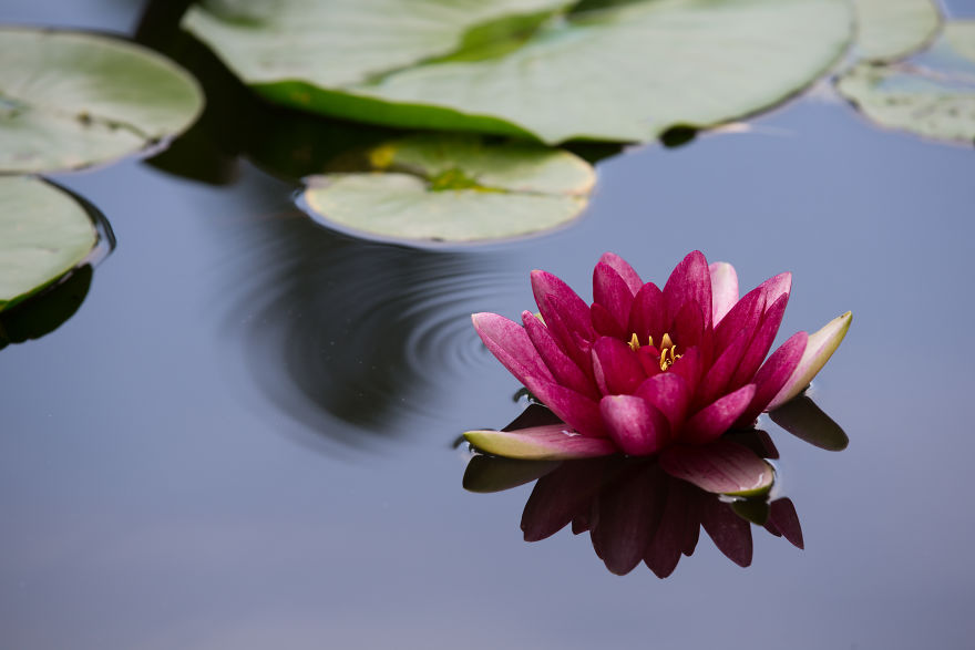 I Travel The World To Photograph Waterlilies I Travel The World To Photograph Waterlilies