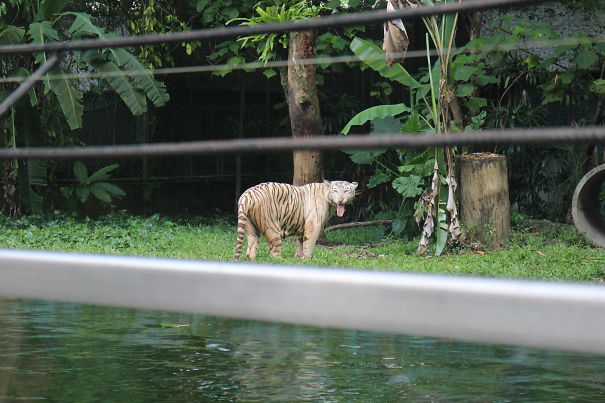 This Guy I Spot At The Zoo