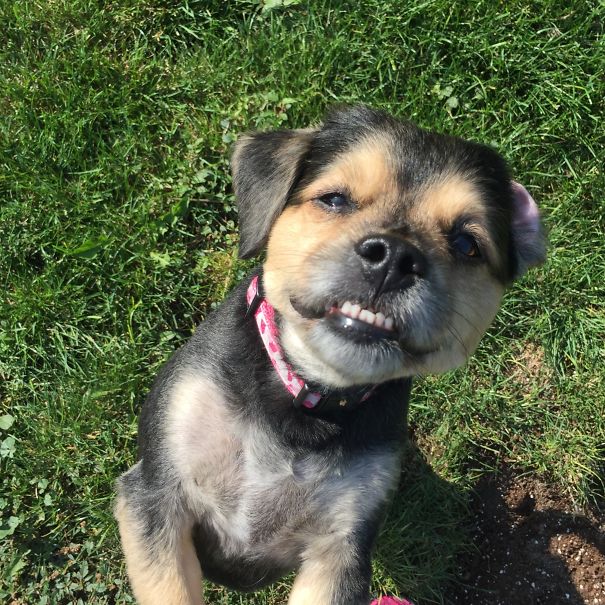 My Mom's Dog Has The Brightest Smile