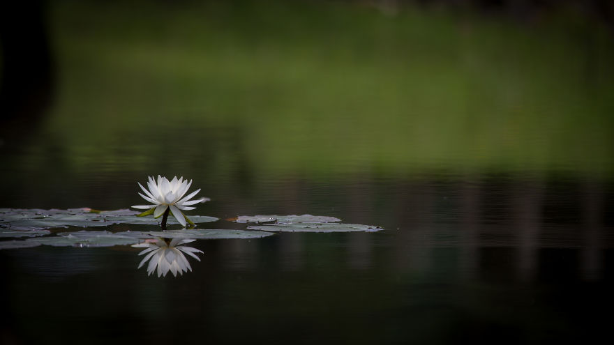 I Travel The World To Photograph Waterlilies I Travel The World To Photograph Waterlilies