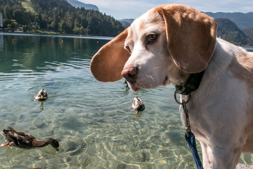 I Hiked Through Slovenia With My Dog For Two Weeks