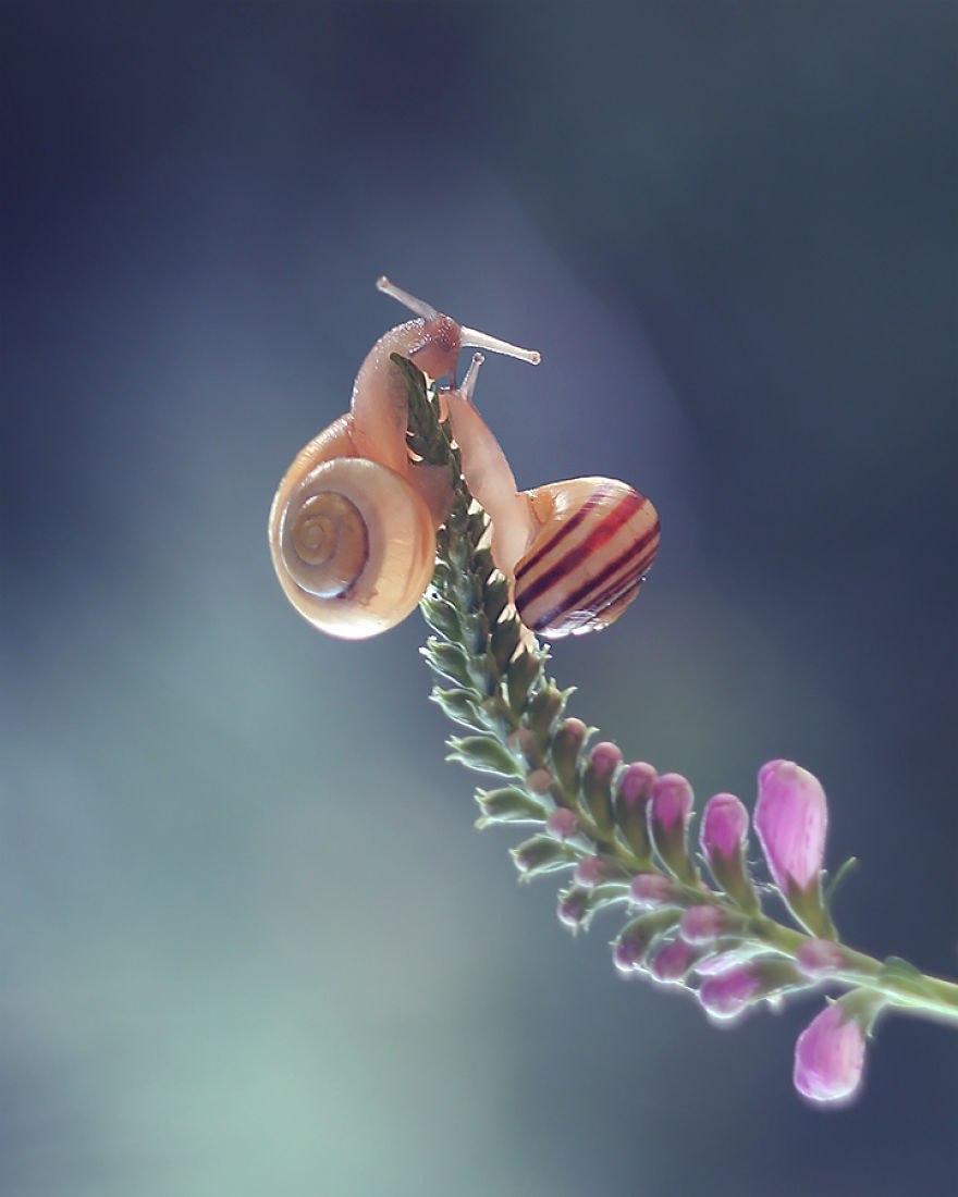 I Photographed Fairy-Tale World Of Snails In Poland