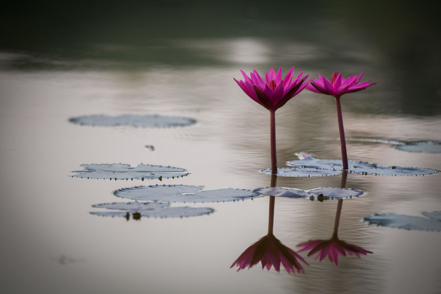 I Travel The World To Photograph Waterlilies I Travel The World To Photograph Waterlilies