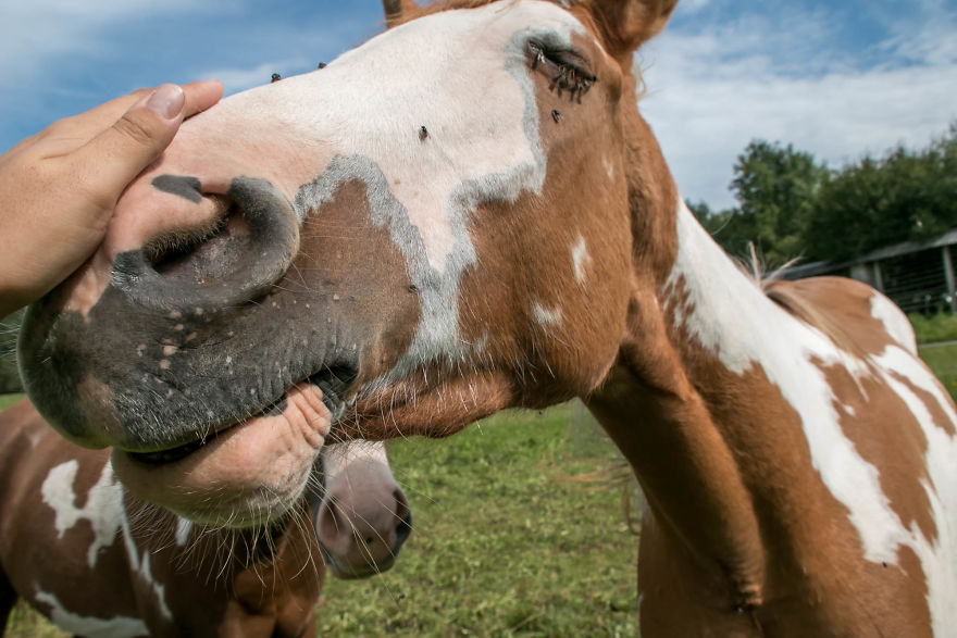 I Hiked Through Slovenia With My Dog For Two Weeks