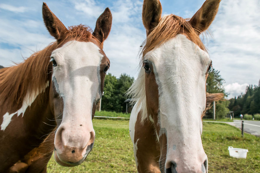I Hiked Through Slovenia With My Dog For Two Weeks