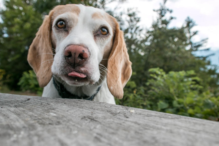 I Hiked Through Slovenia With My Dog For Two Weeks