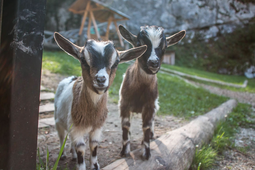 I Hiked Through Slovenia With My Dog For Two Weeks